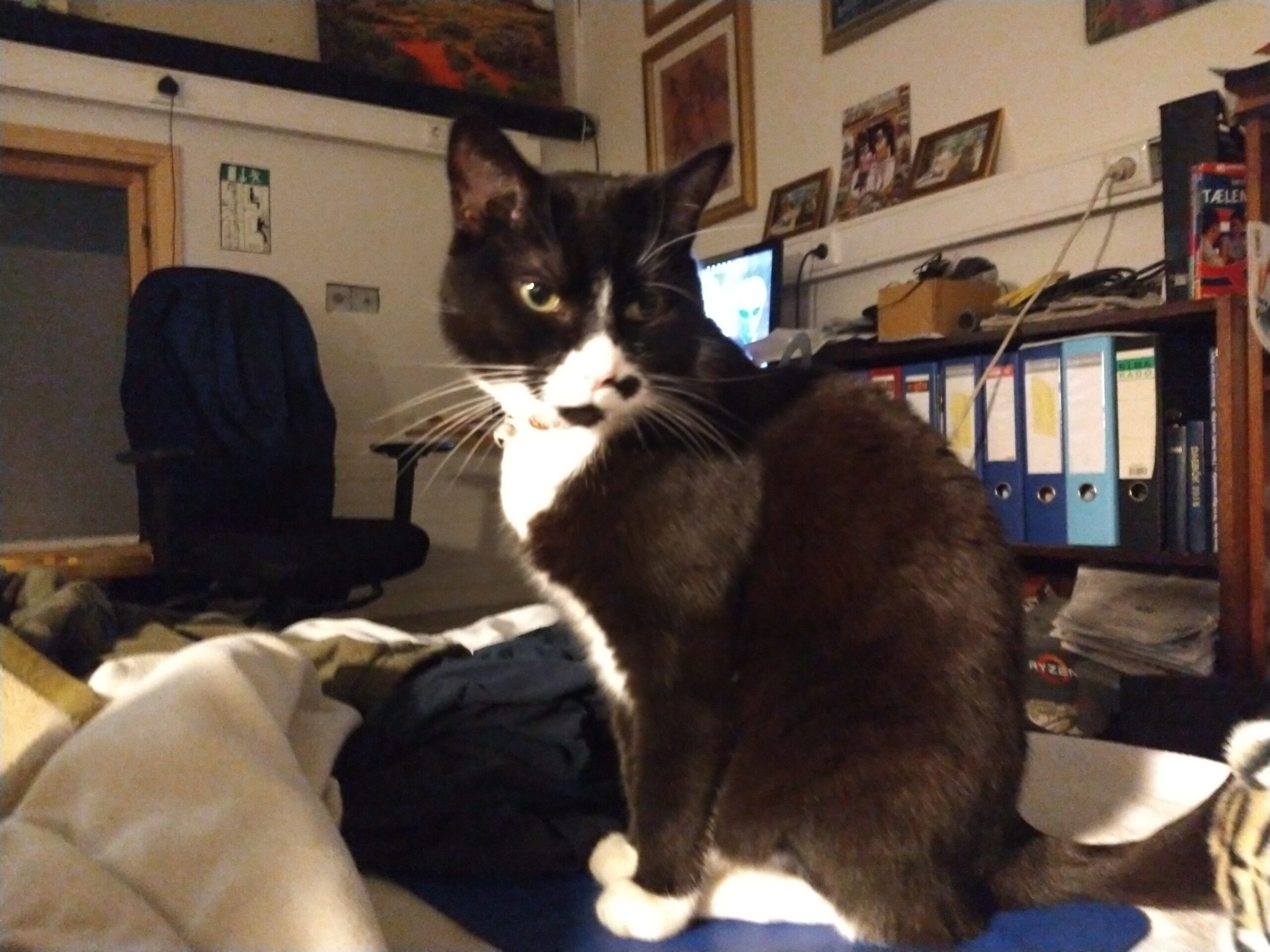 Mynd af kisu: snulla-3