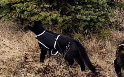 Leutu er týndur- 815 Þorlákshöfn