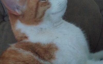 Simbi er týndur- 270 Mosfellsbær