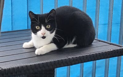 Stormur er týndur-112 Reykjavík