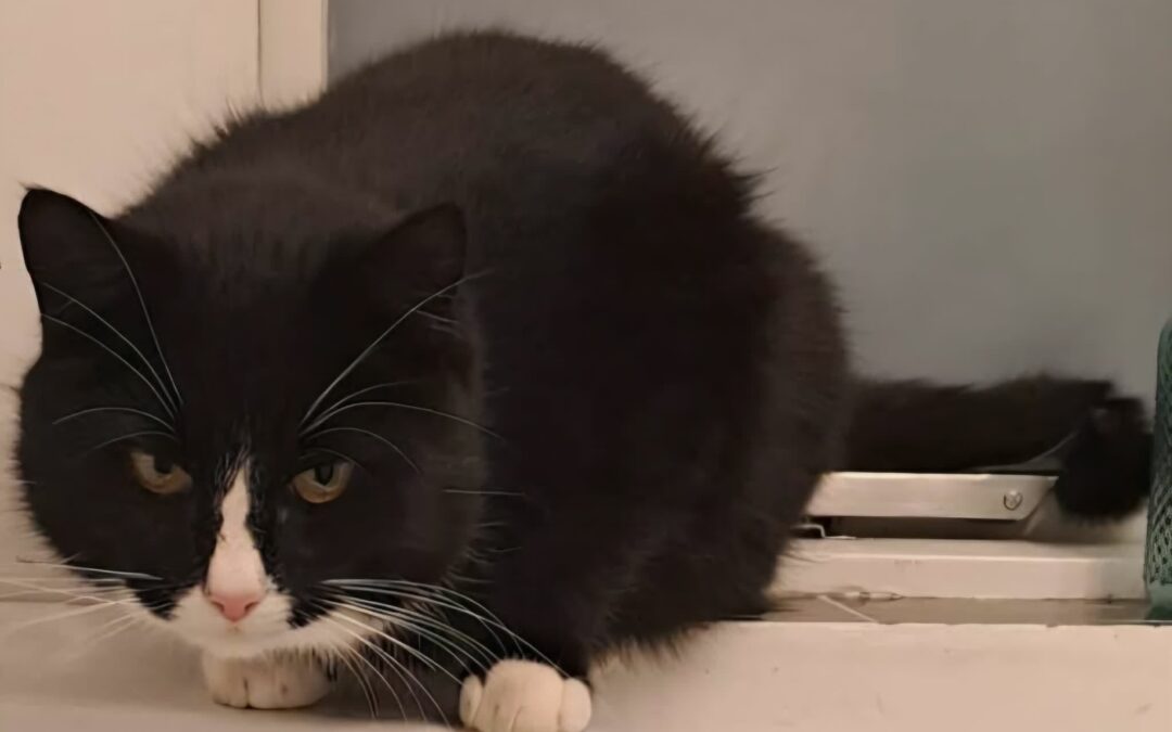 Oreo er týndur- 210 Garðabæ