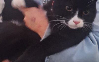 Oreo týndur – Grafavogur