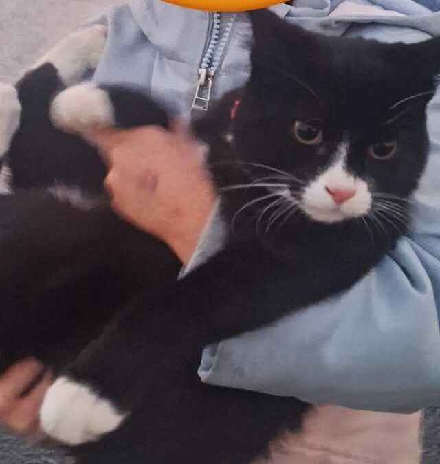 Oreo týndur – Grafavogur