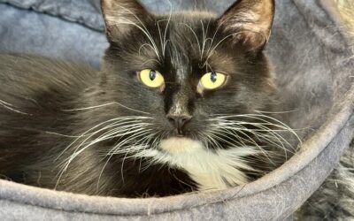 Sulta 2-3 ára – Útikisa