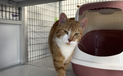 Gígja 1-2 ára – Útikisa