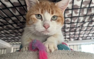 Góa 1-2 ára – Útikisa