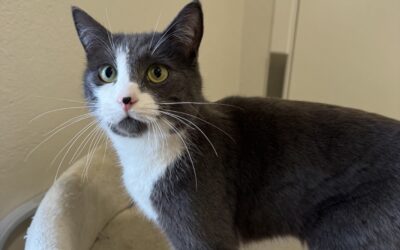 Goði 2 ára – Útiköttur