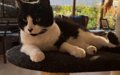 Lukka týnd – 270 Mosfellsbær