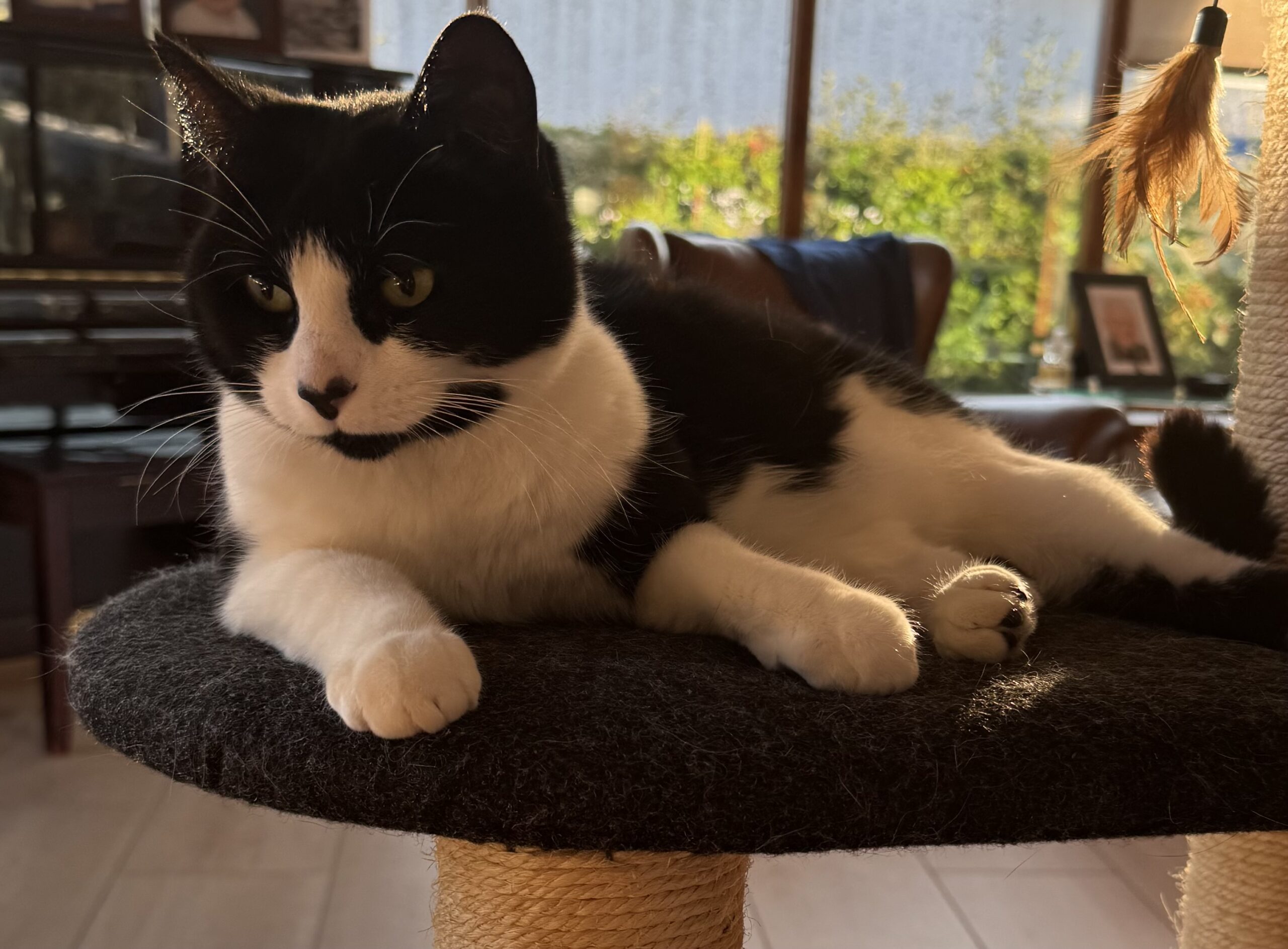 Mynd af kisu: IMG_1952