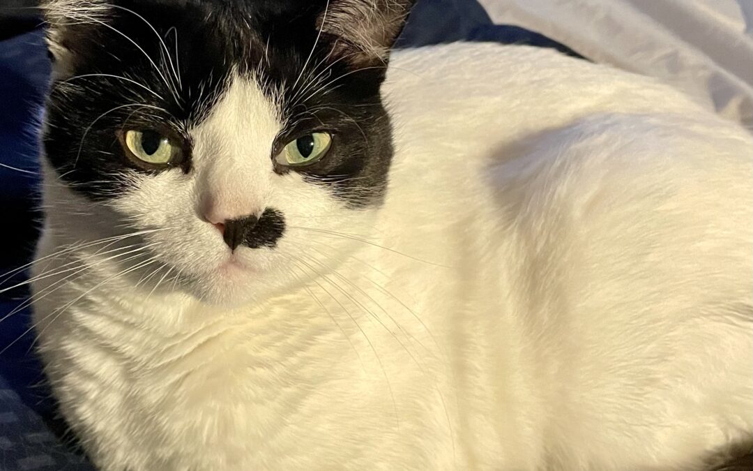 Snæfríður er týnd- 112 Reykjavík