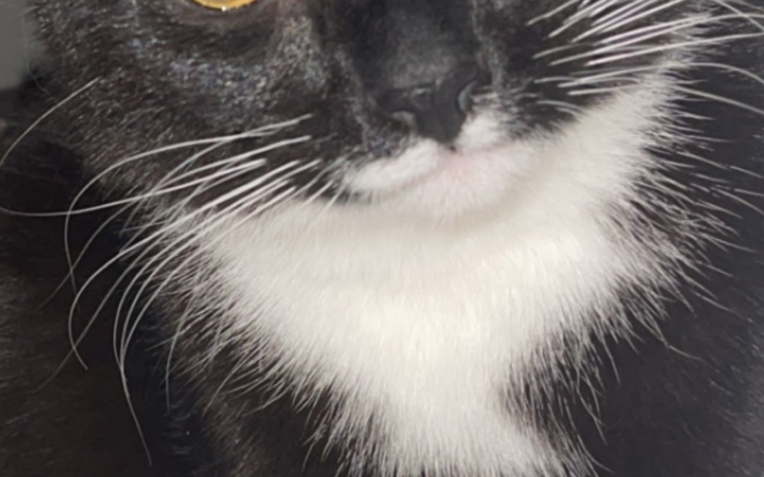 Milo er týndur- 221 Reykjavík