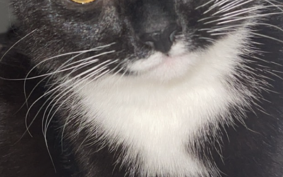 Milo er týndur- 221 Reykjavík