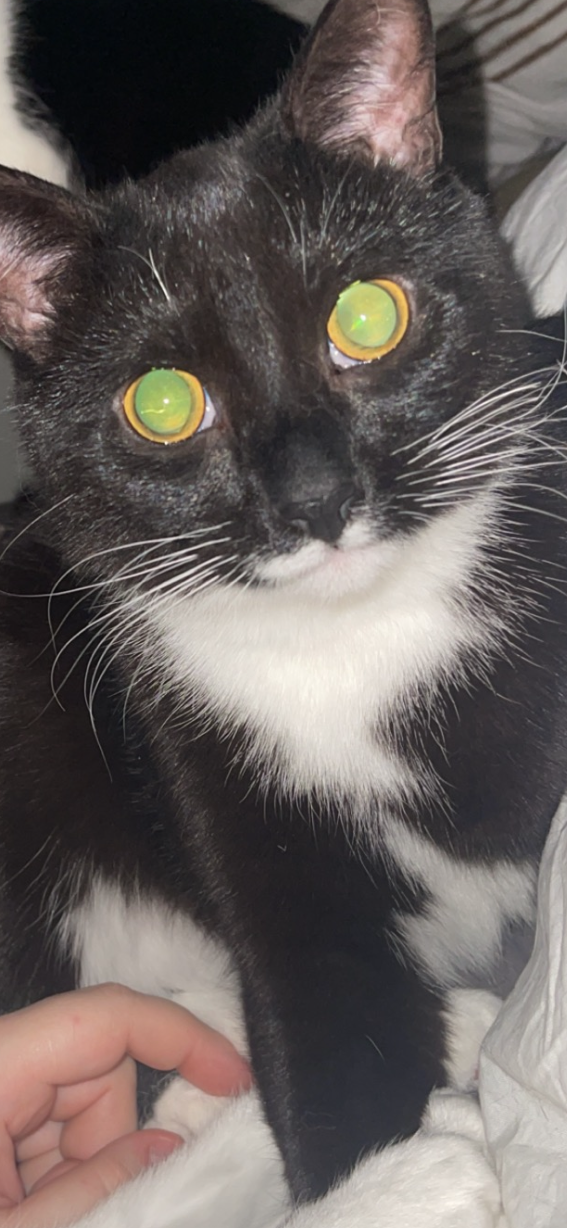 Mynd af kisu: IMG_8593