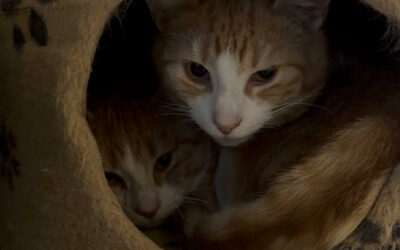 Gæfur og Glampi 1 árs – Útikettir