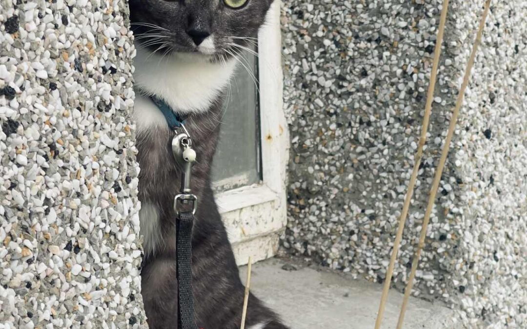 Mía týnd – 101 Reykjavík