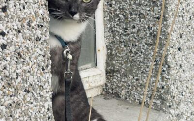 Mía týnd – 101 Reykjavík