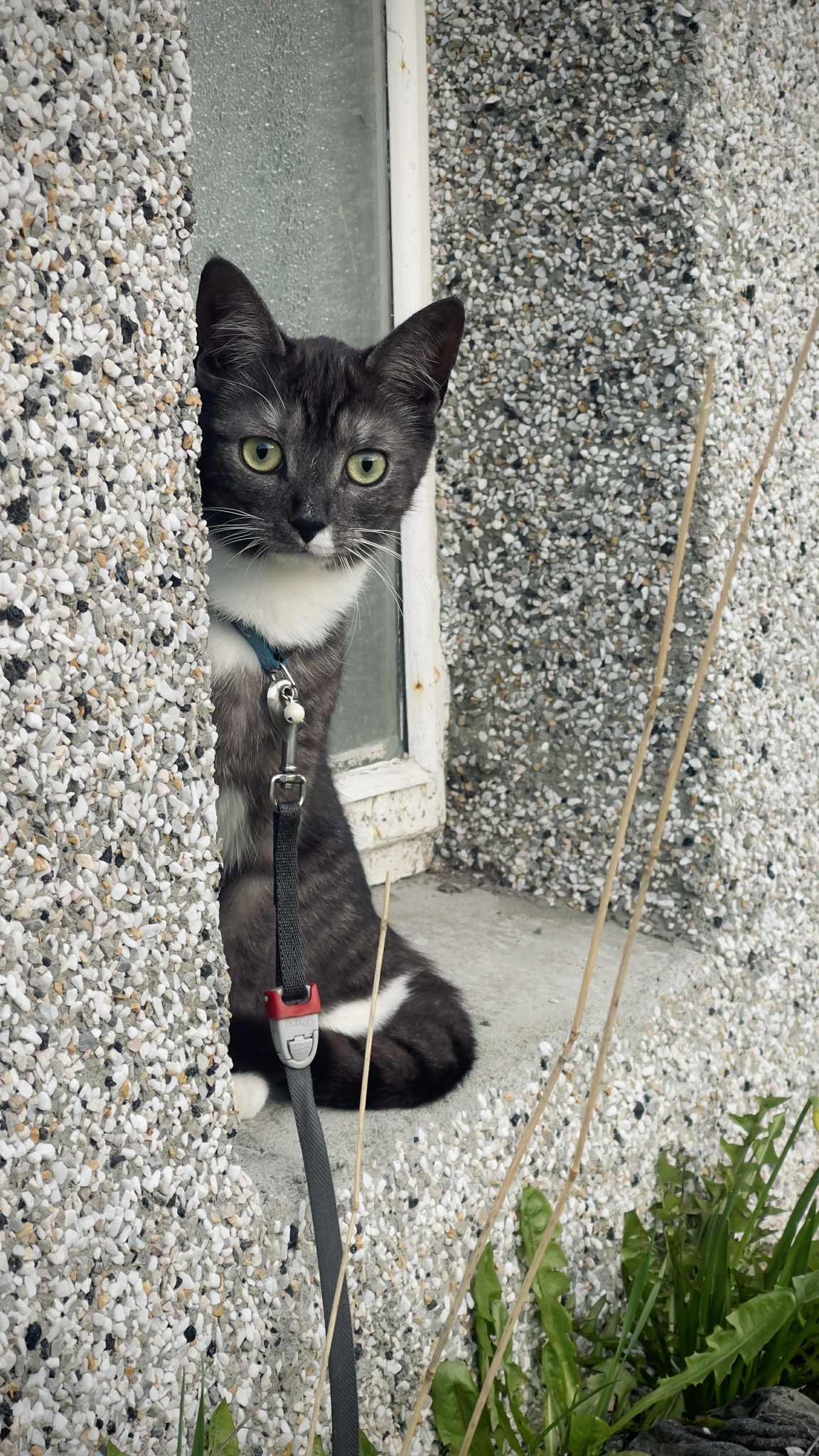 Mynd af kisu: att.cB5pL9doZmOAbwk99kjcCeGgWK2cfW-NI5c5QRbVzrM