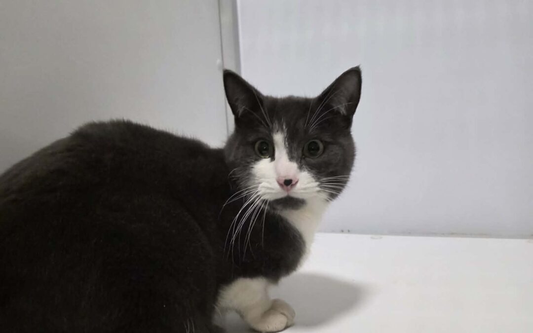 Fundinn köttur-105 RVK