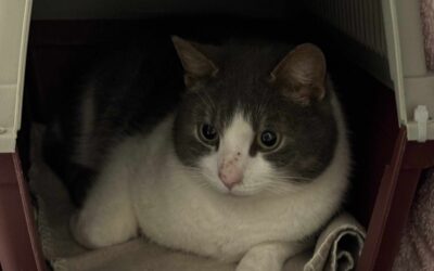 Fundinn köttur – Garður