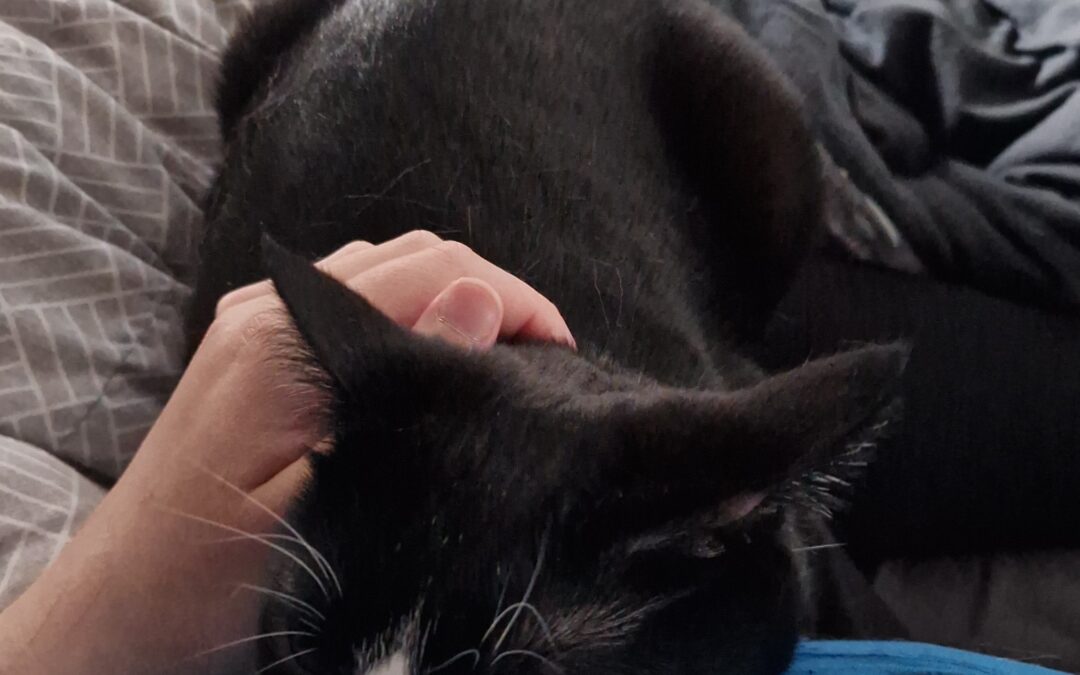 Didda er týnd-108 Reykjavík