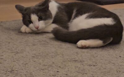 Luna er týnd- 105 Reykjavík