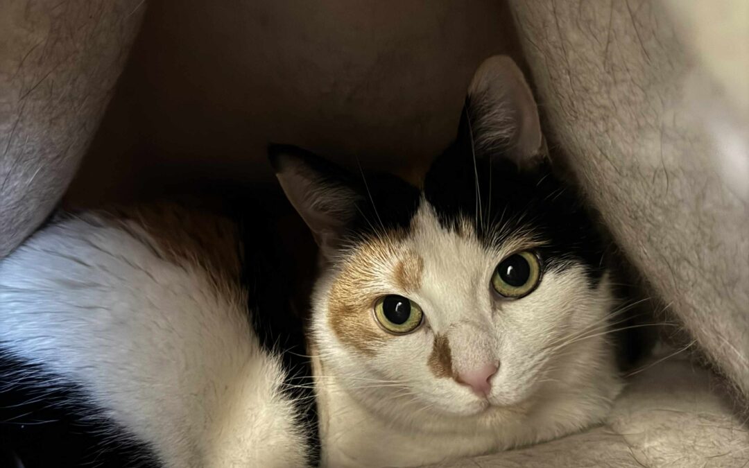 Svala 3 ára – Útiköttur