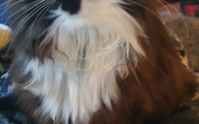 Dúlli er týndur-245 Sandgerði