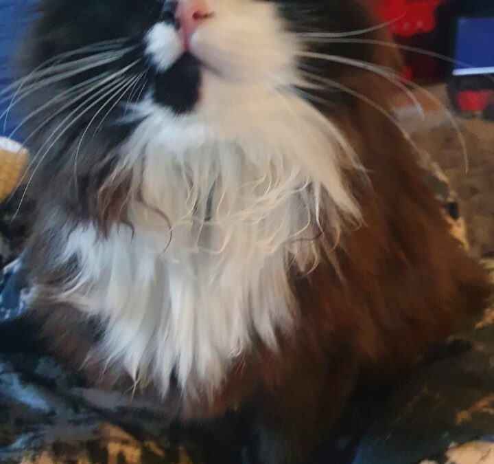 Dúlli er týndur-245 Sandgerði