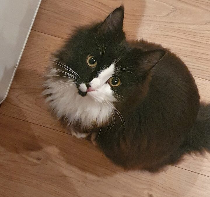 Dúlli er týndur- 245 Sandgerði