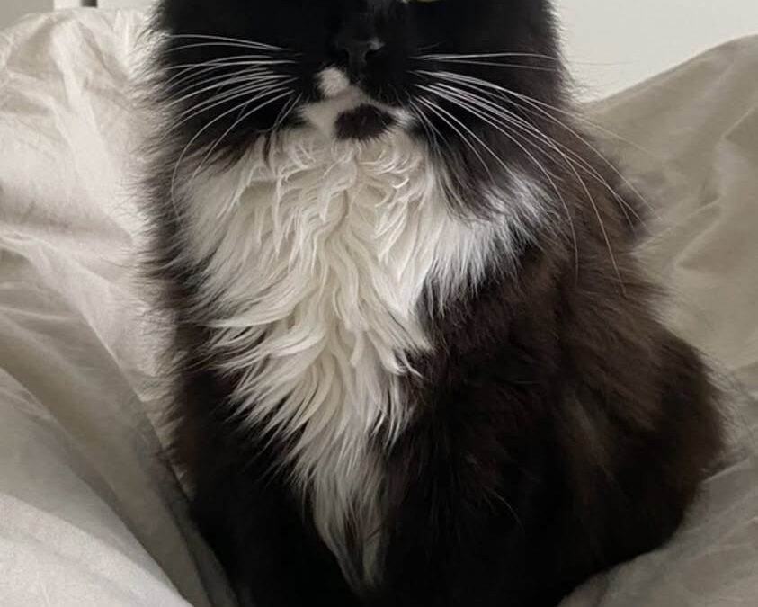 Flóki er týndur-102 Reykjavík