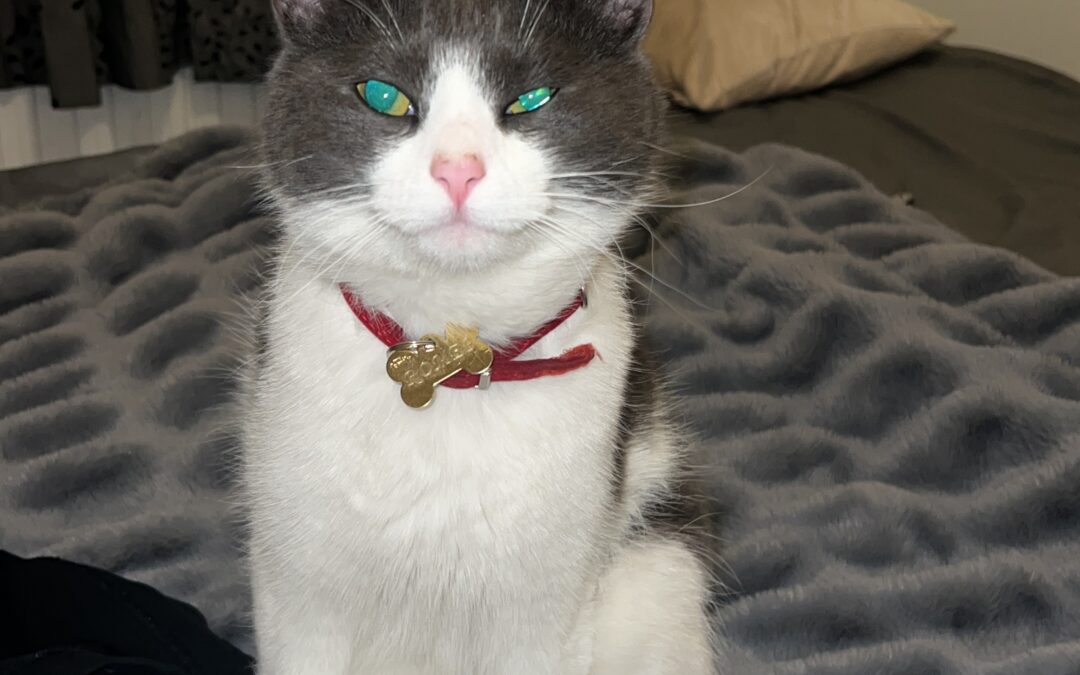 Romeo er týndur- 105 Reykjavík