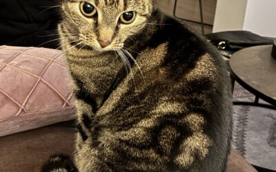 Twix er týnd- 105 Reykjavík