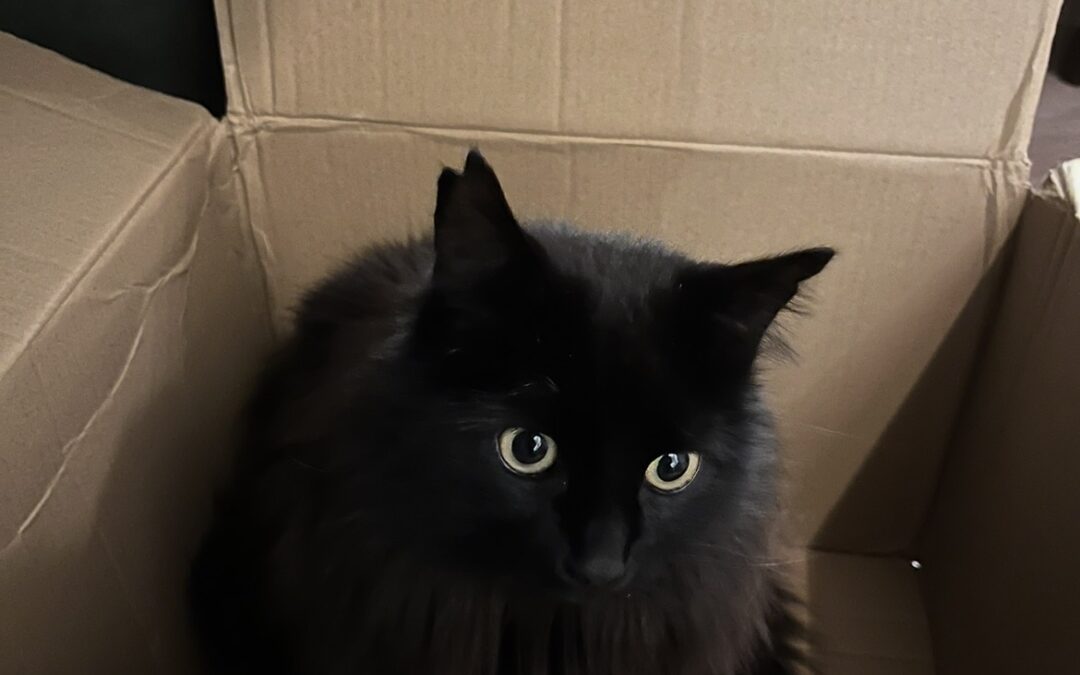 Pancho er týndur- 104 RVK