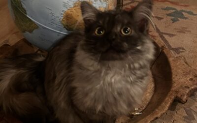 Kolur er týndur- 200 Kópavogur