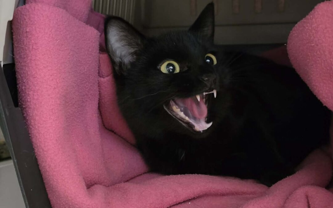 Fundinn köttur- 108 Reykjavík