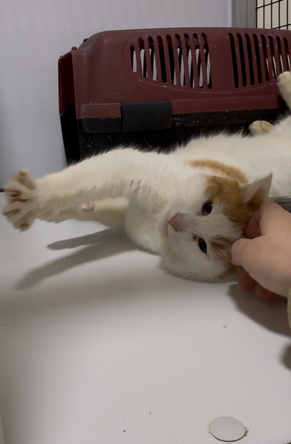 Glæsir er týndur- 105 Reykjavík