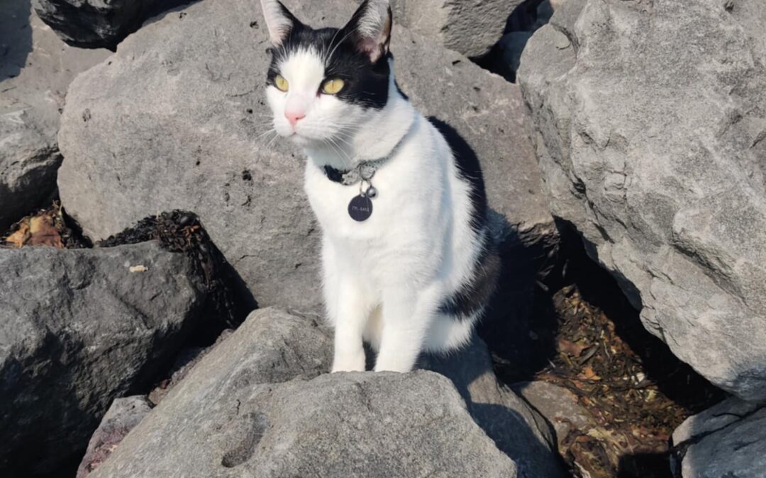 Salem er týndur- 112 Reykjavík