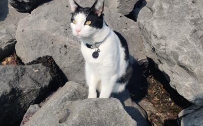 Salem er týndur- 112 Reykjavík