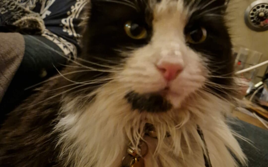 Mjállóskar er týndur- 105 Reykjavík