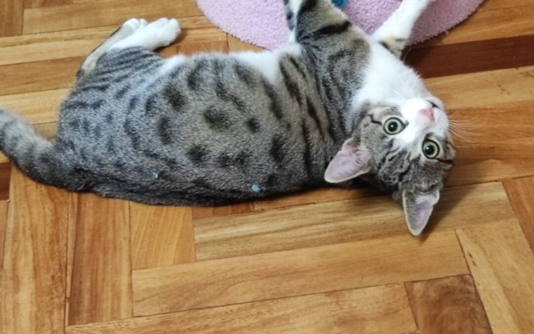 Felix er týndur- 101 Reykjavík