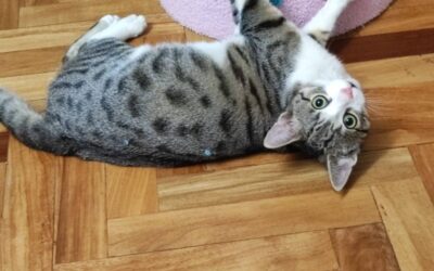 Felix er týndur- 101 Reykjavík