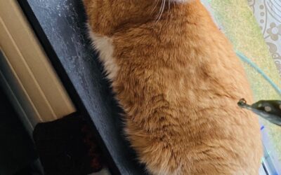 Fróði er týndur- 381 Reykhólahreppur