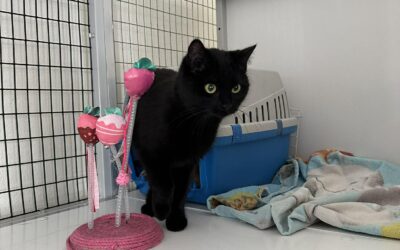 Fundinn köttur- 220 Hafnarfirði