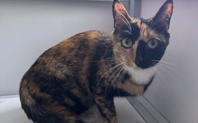 Fundinn köttur-220 Hafnarfjörður