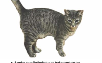 Sandur er týndur- 101 Reykjavík