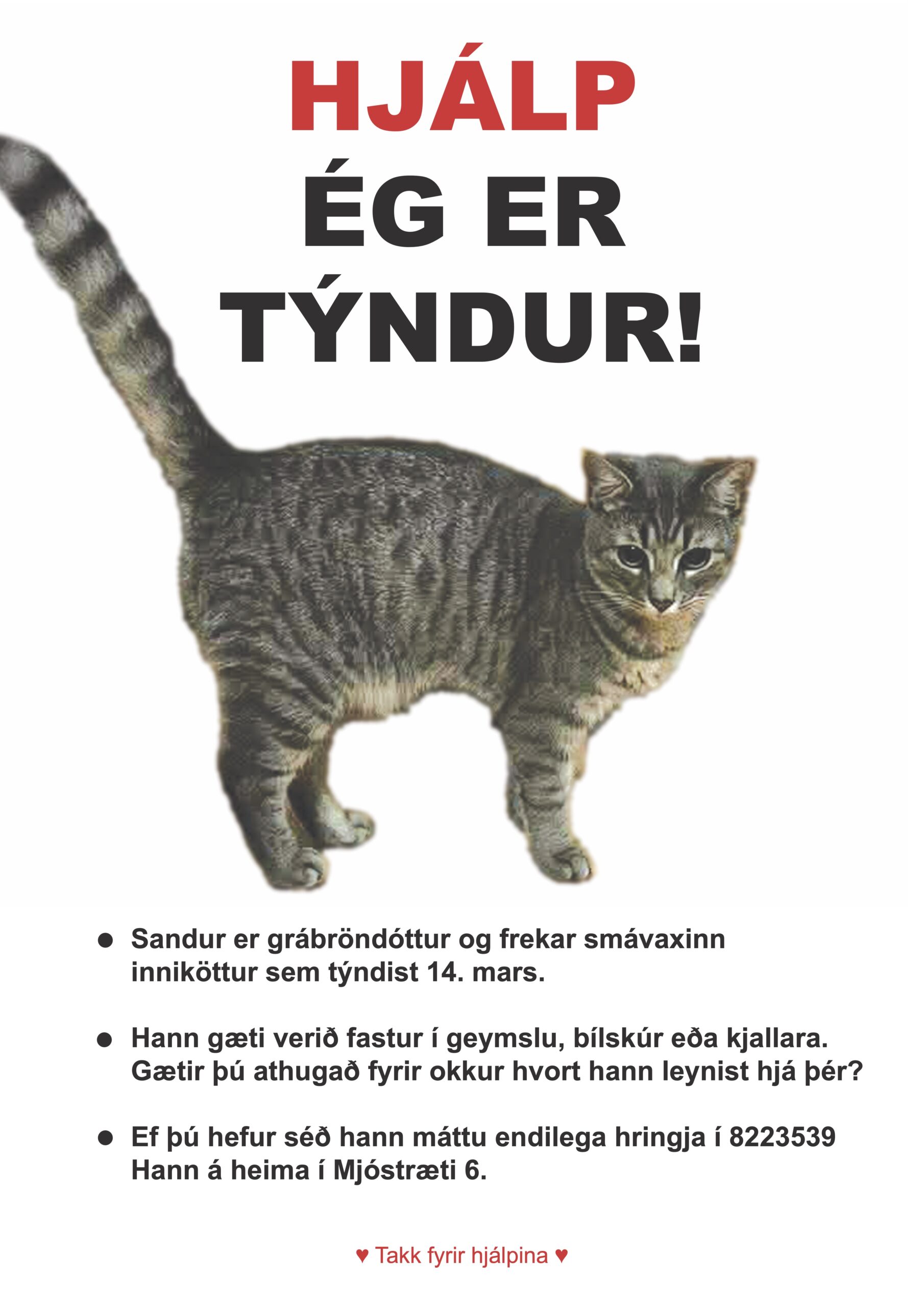 Mynd af kisu: sandur