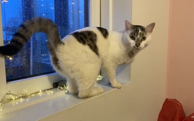 Benzi er týndur- 112 Reykjavík