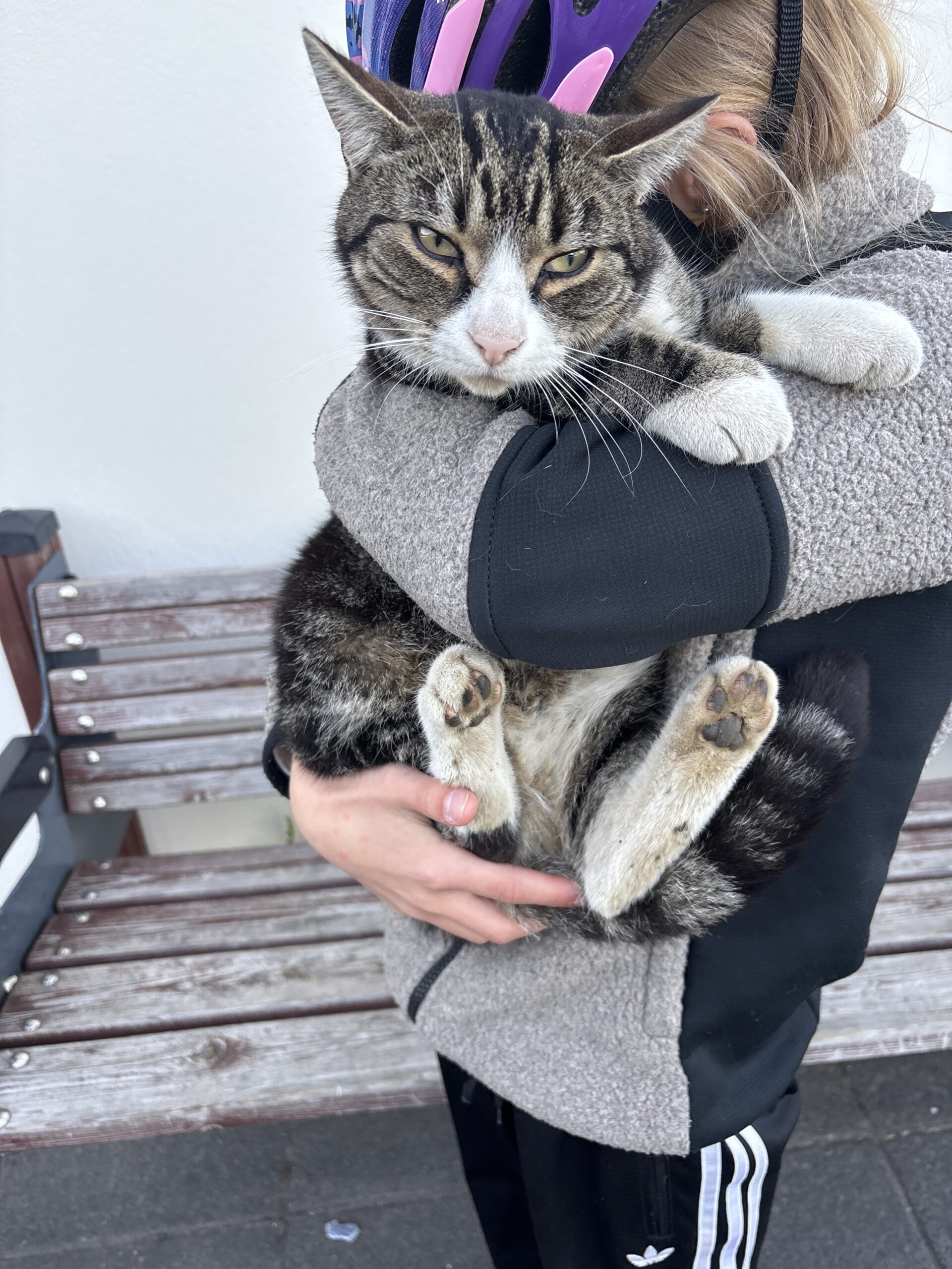 Góð mynd af kisu sem fannst: image